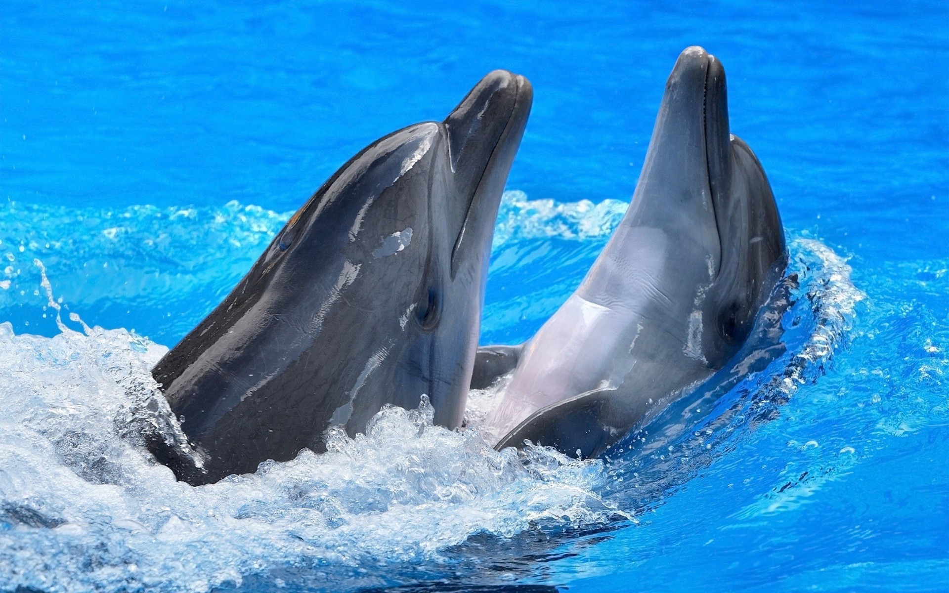 delfín diversión animales agua