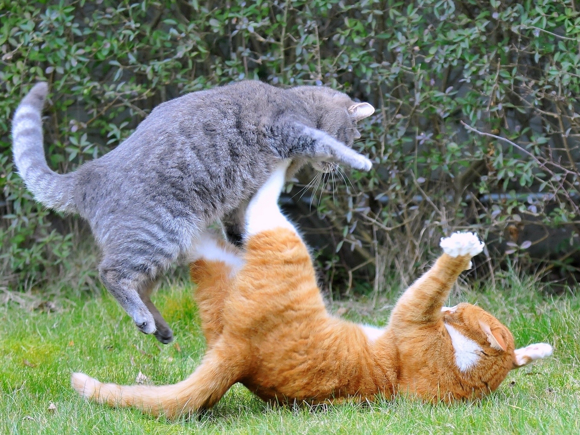 katzen kampf situation angriff verteidigung