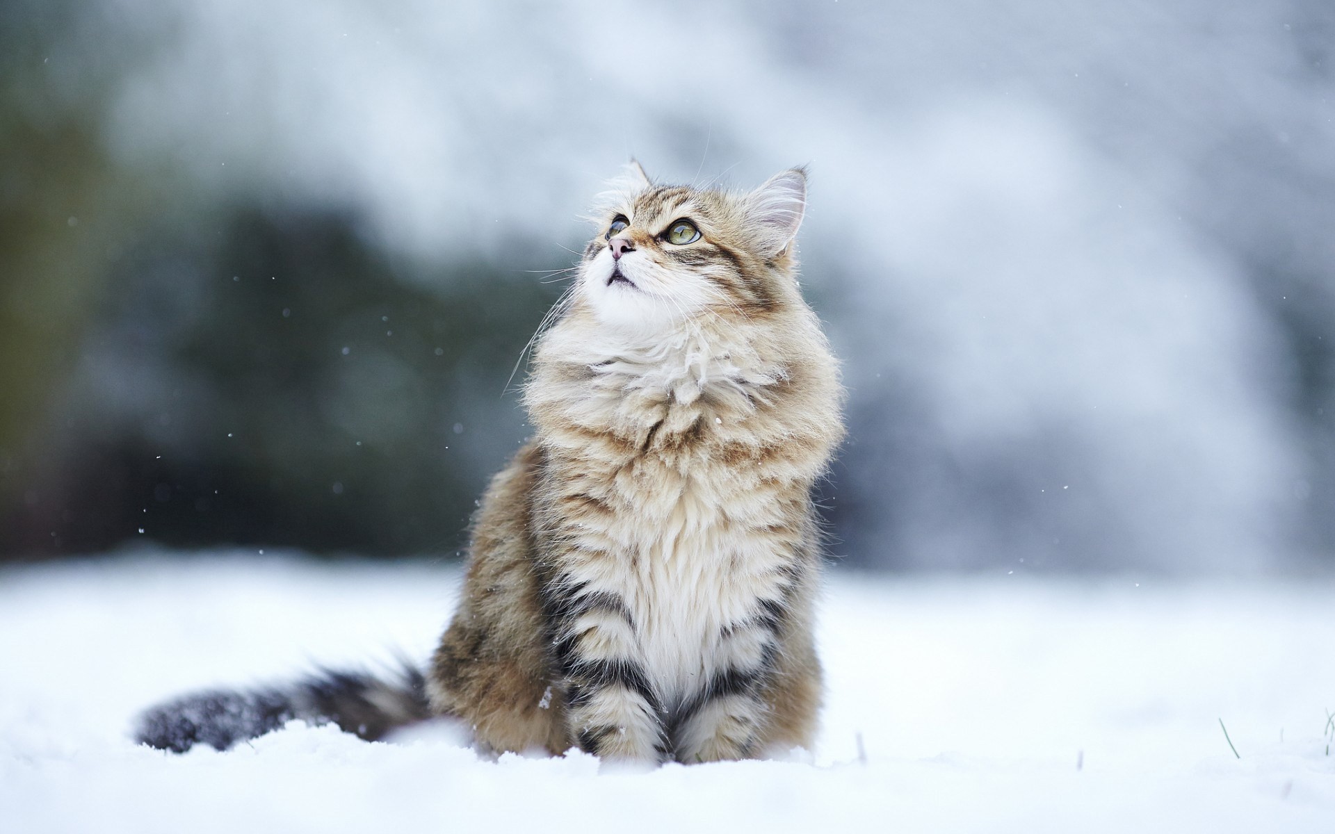 gatos nieve invierno vista gato