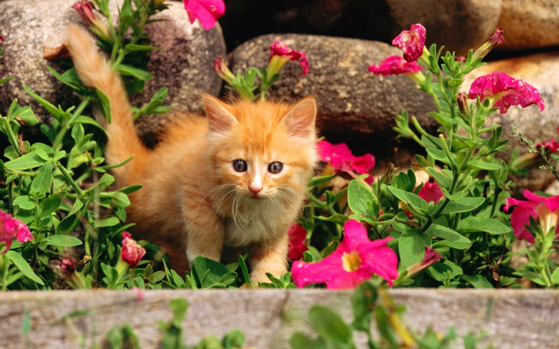 chat chatte chatte fleurs rousse kote