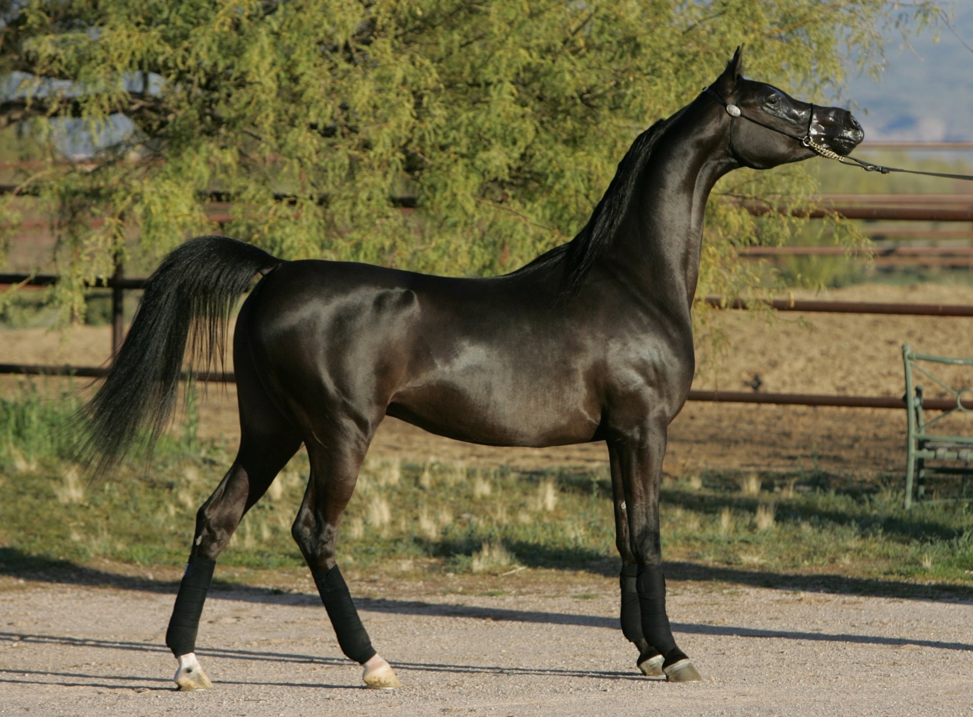 tallion horse arabian horse