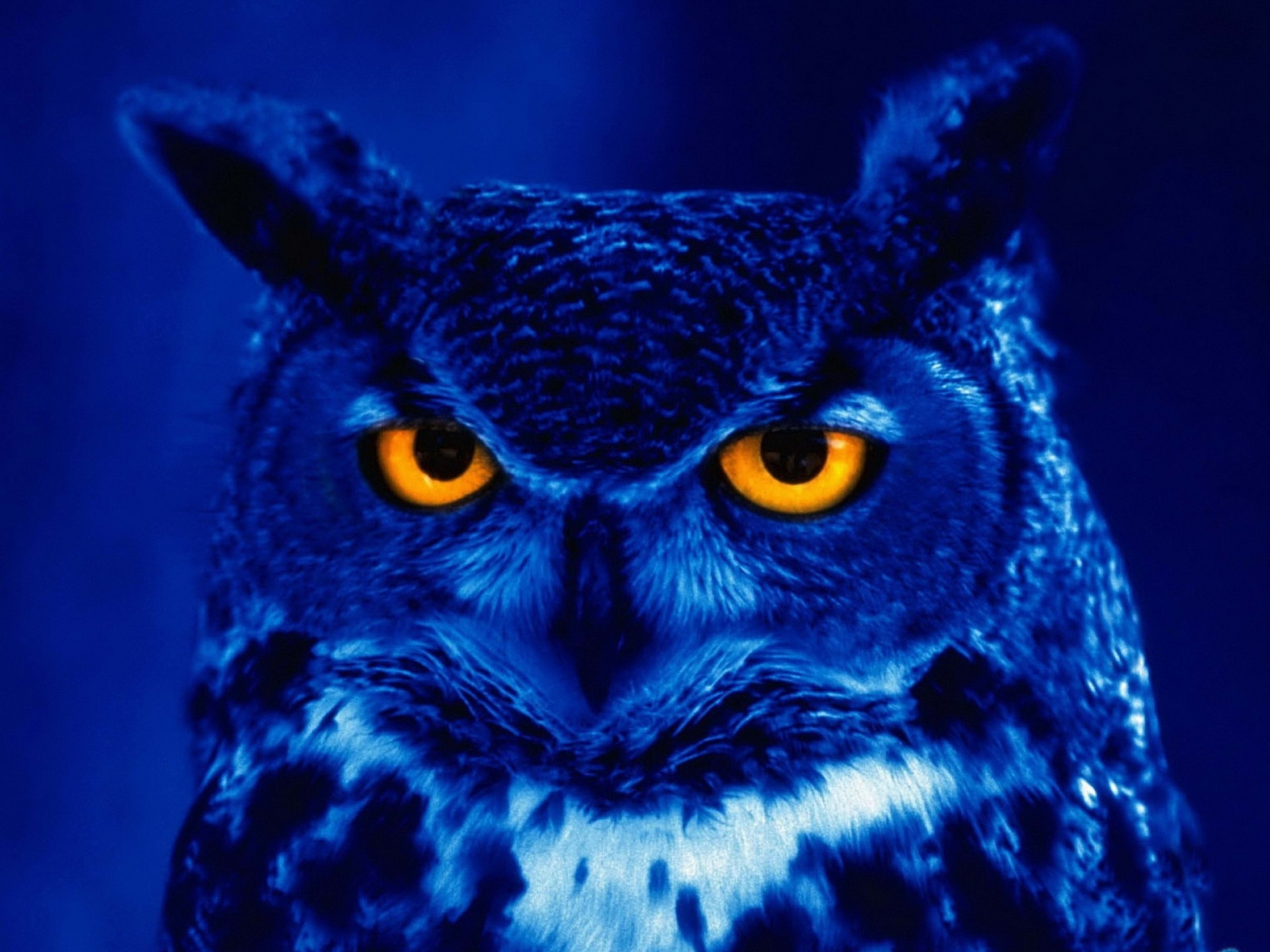 birds night owl predator