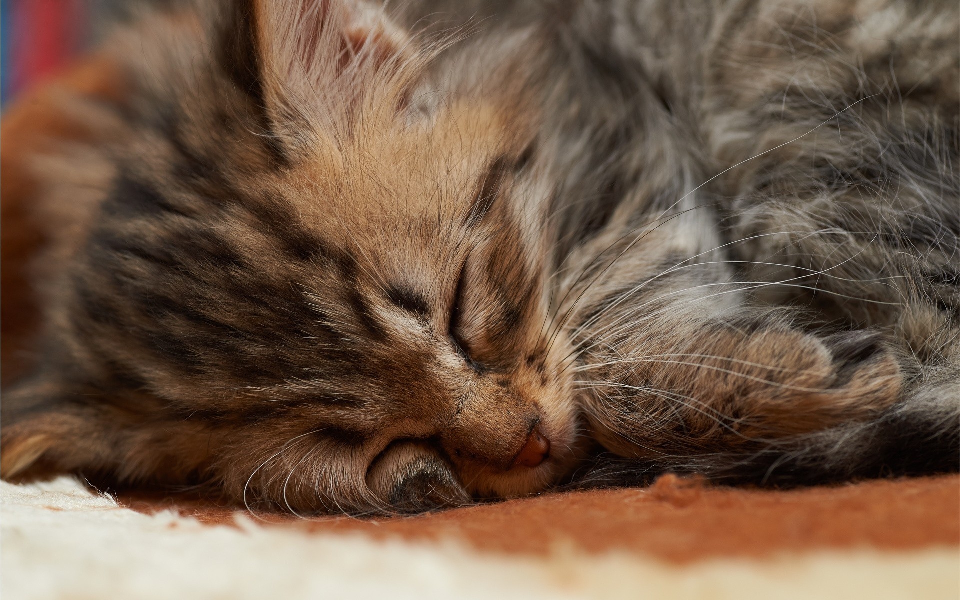 gato dientes dormir piel dormir