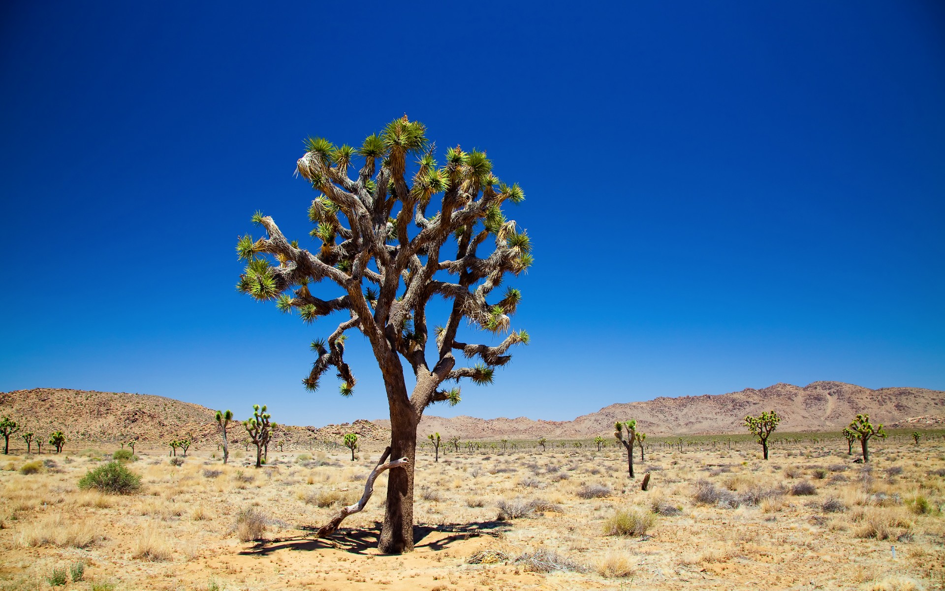 joshua tree ciel arbres désert joshua tree national park joshua tree désert peintures