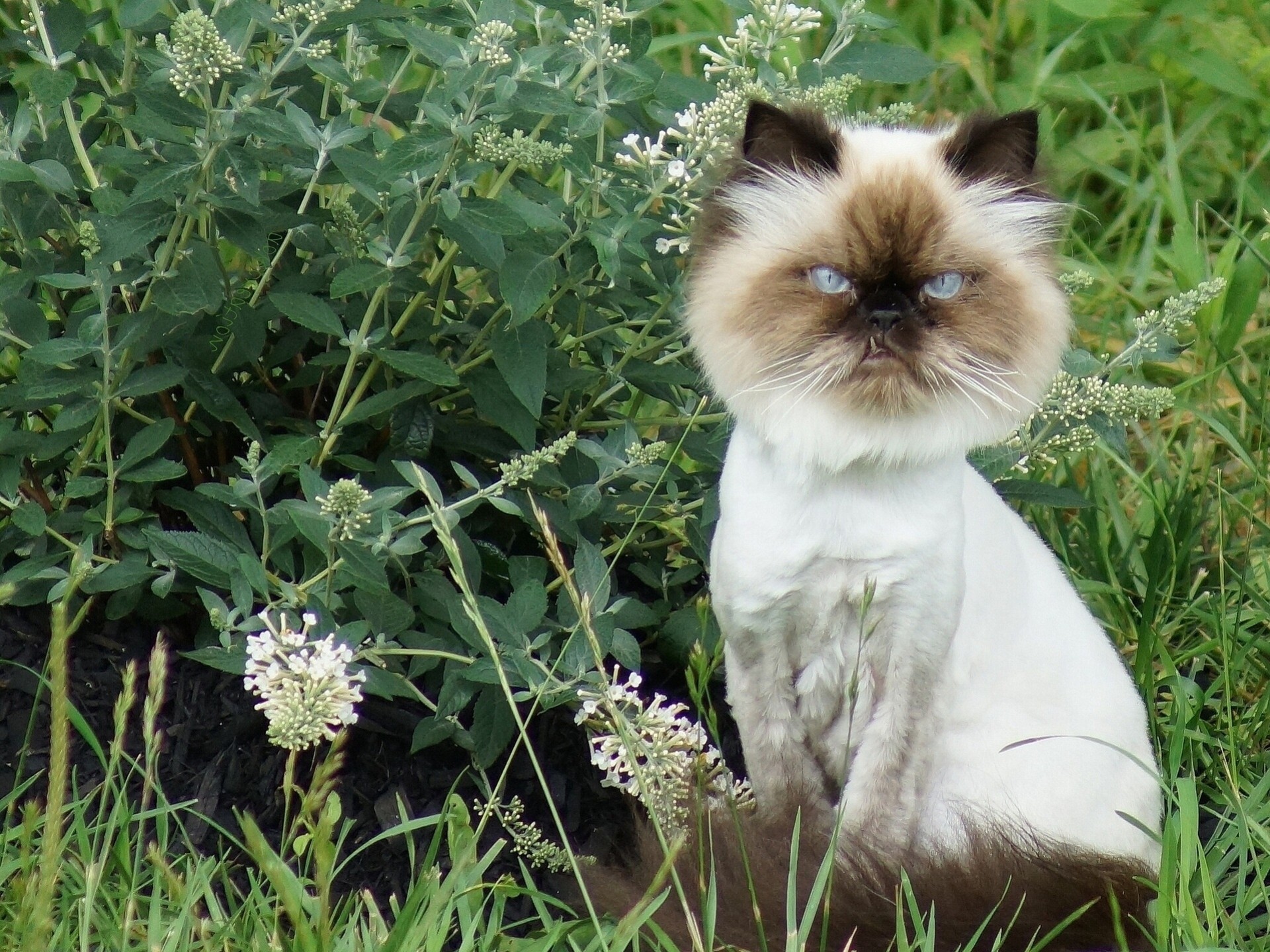 crinière chat fleurs lion chat