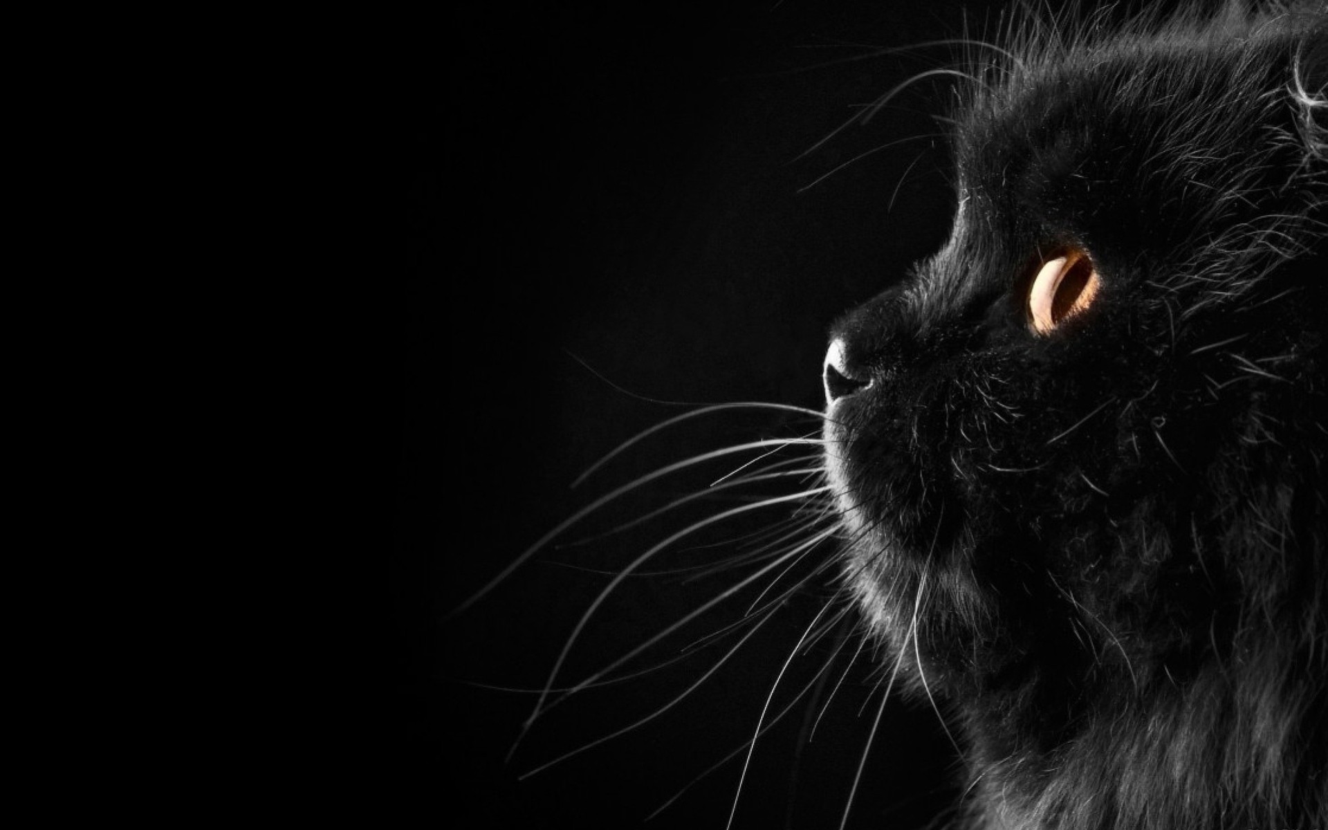 black background mustache cat