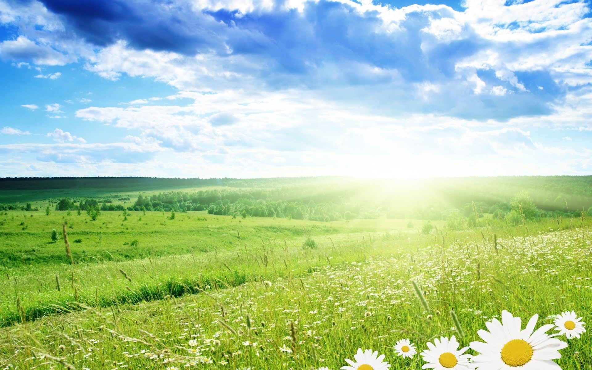 feld blumen gras bäume wolken sonnenlicht