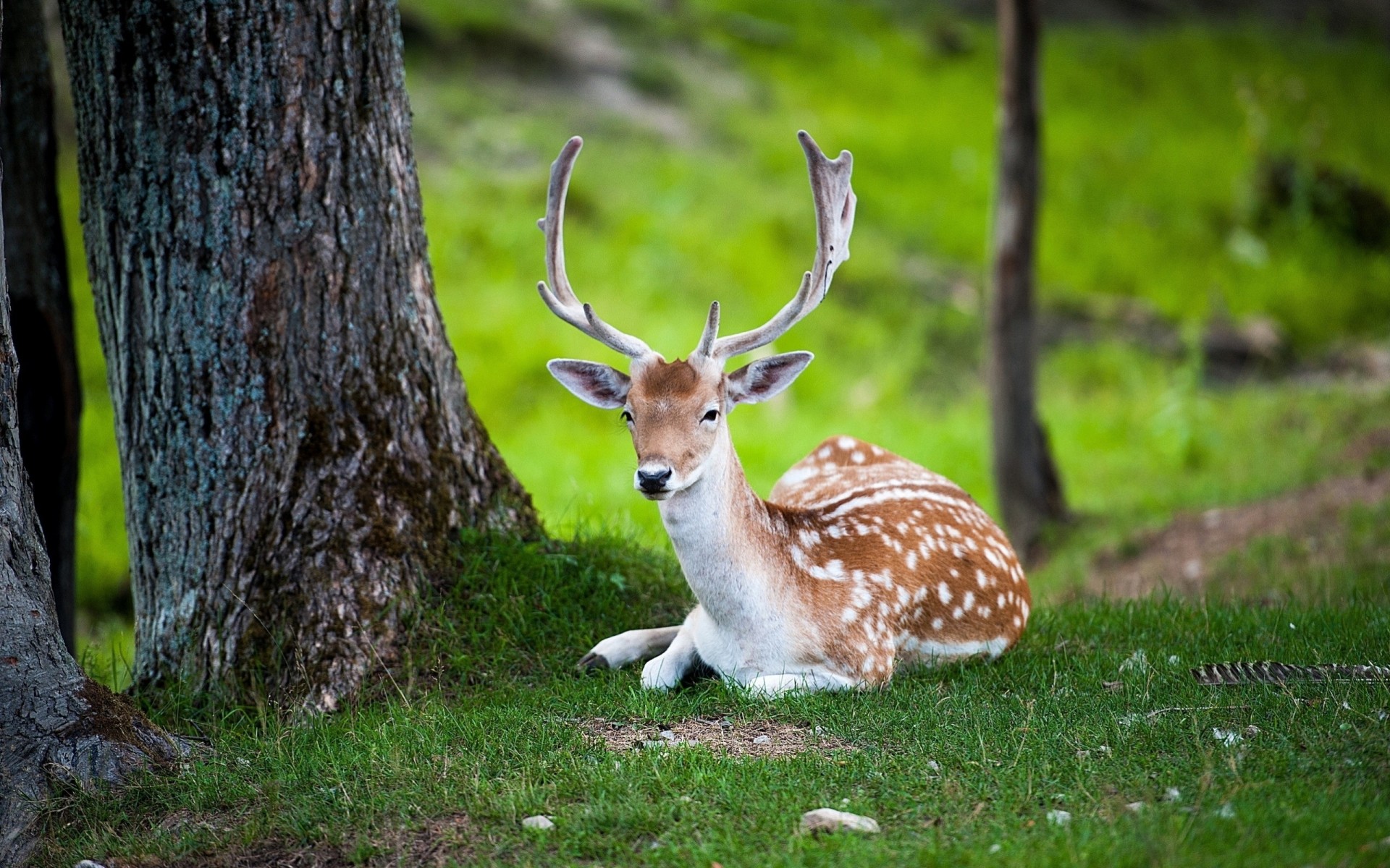 forest flowers reindeer tree