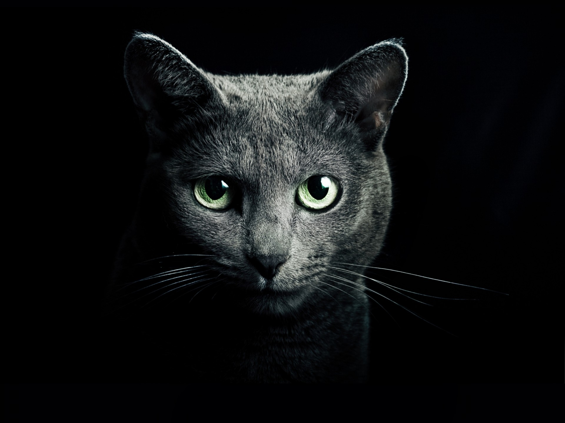 grey blue eyes rock russian black background views cat green