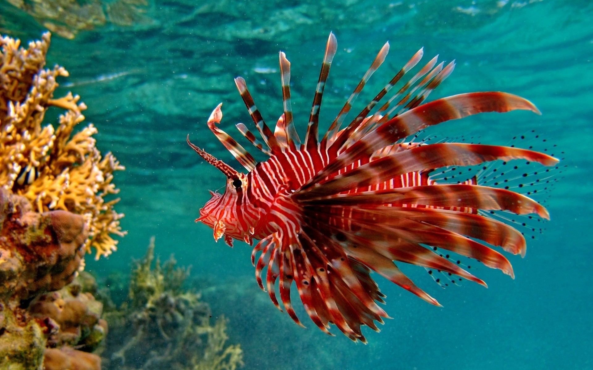 poisson sous-marin insolite coups de pinceau