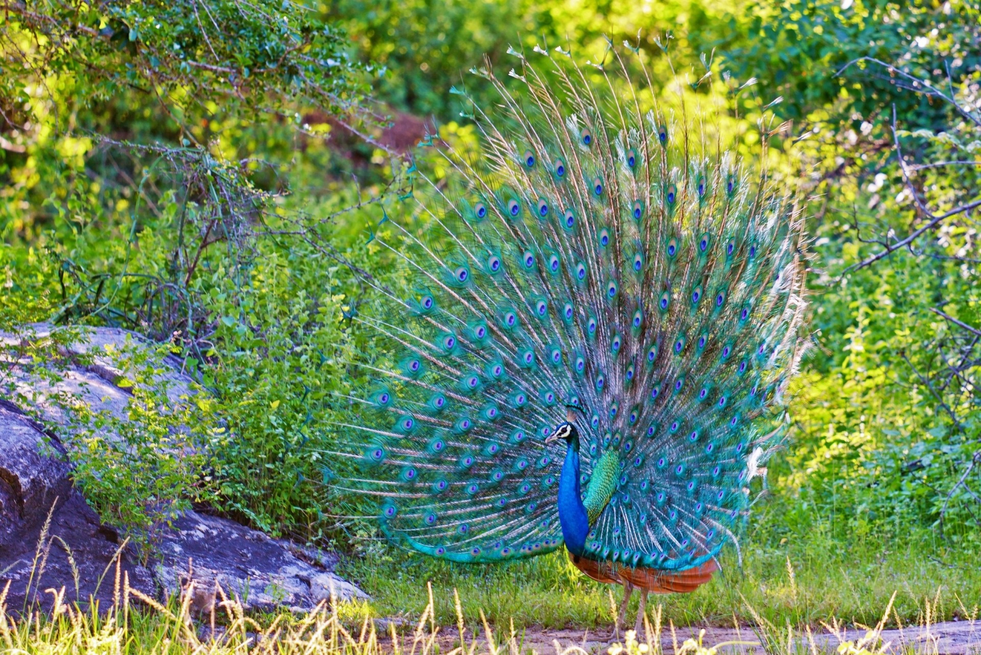 oiseaux plumes paon queue