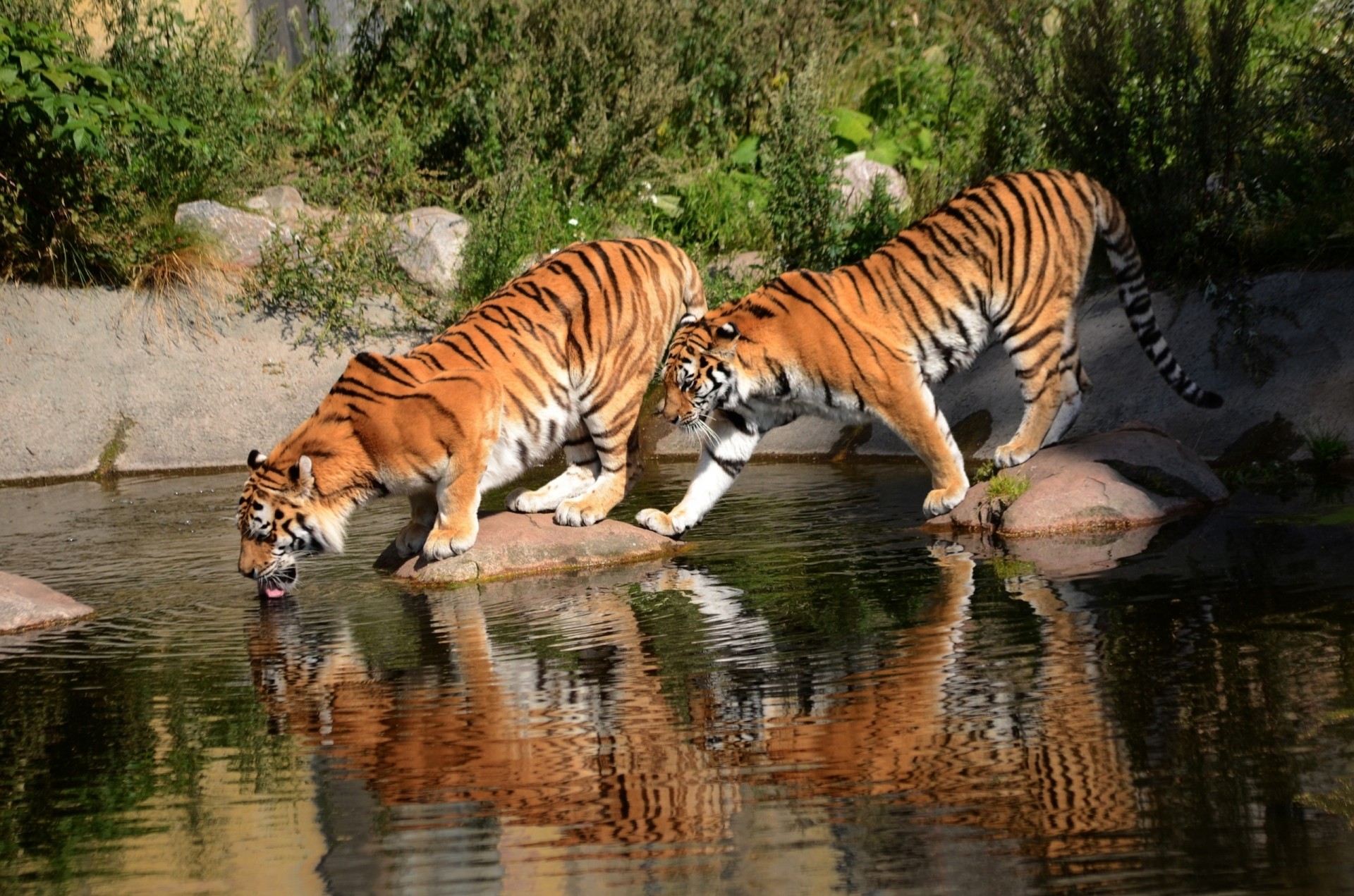 tigres abreuvoir chats sauvages