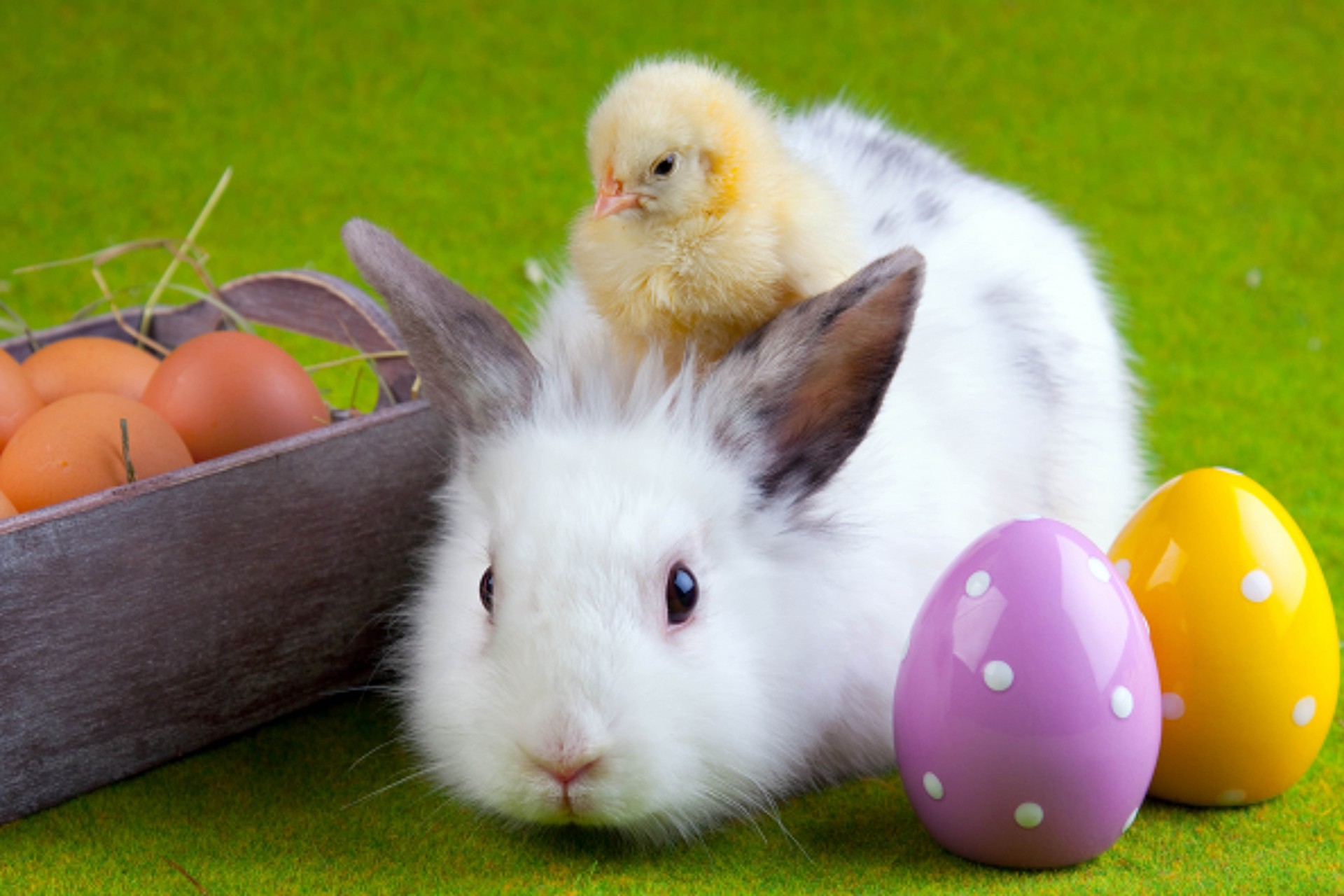 huhn ostern freundschaft hase eier