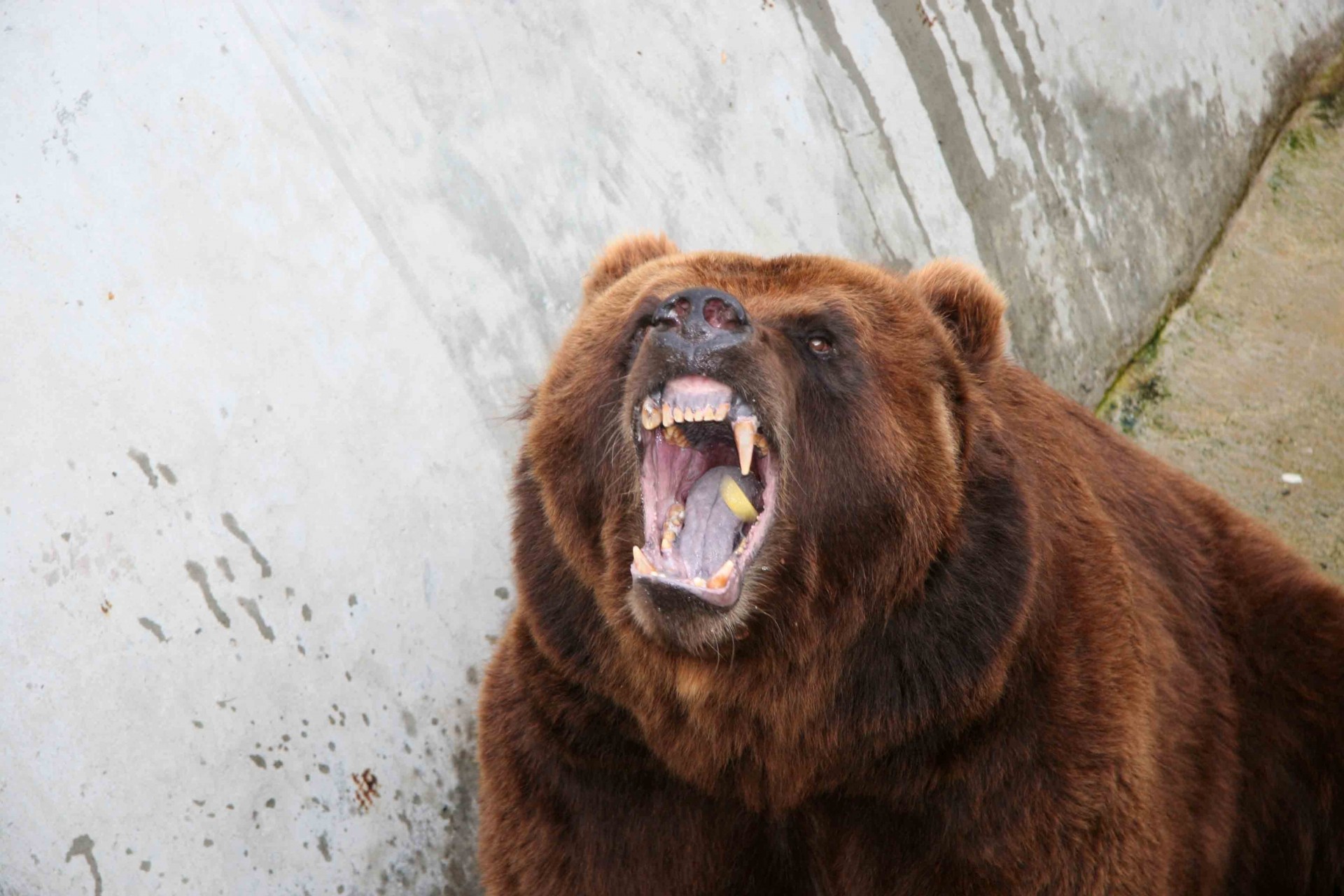 ours colère animaux agression