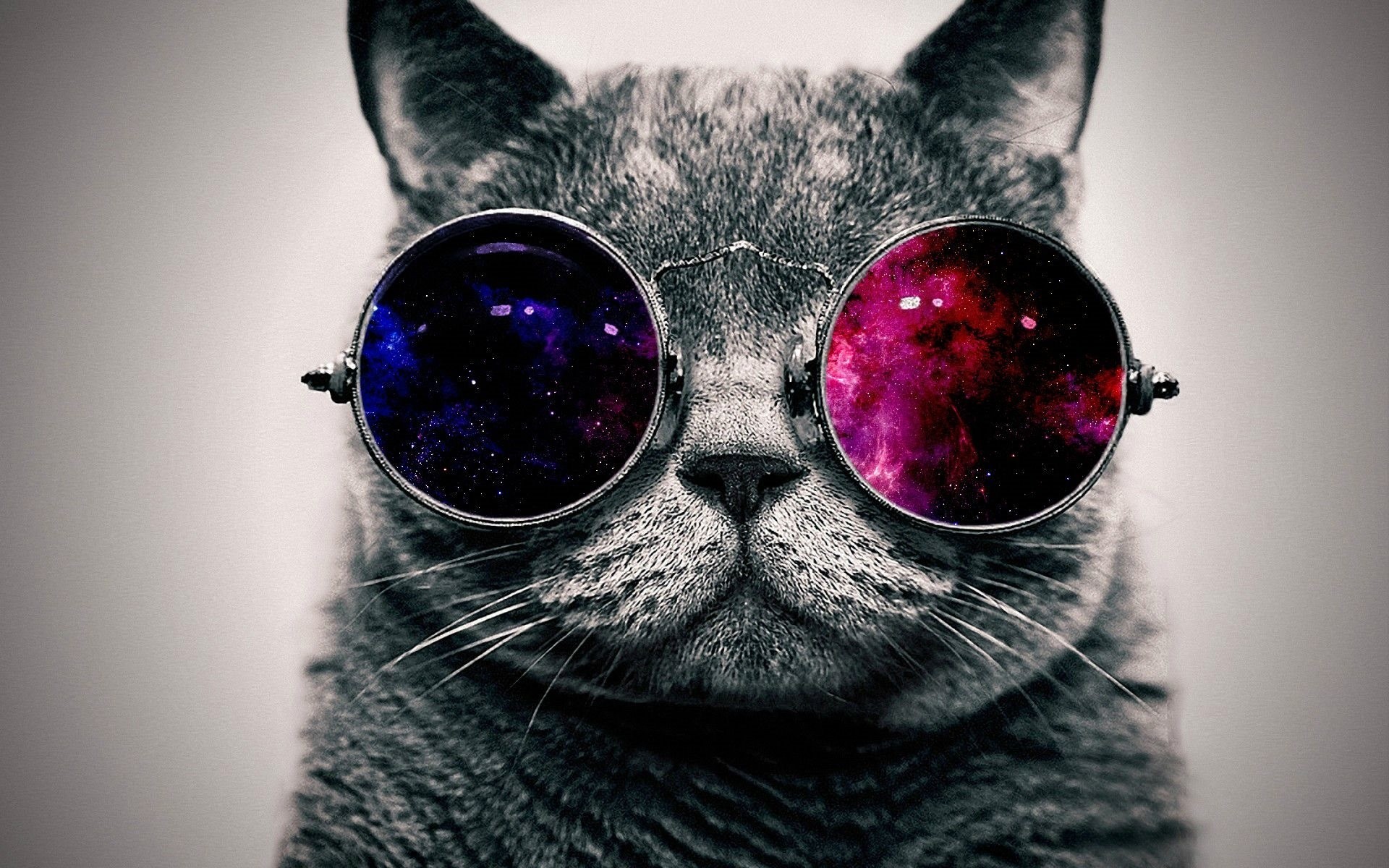 kreativität sonnenbrille katze