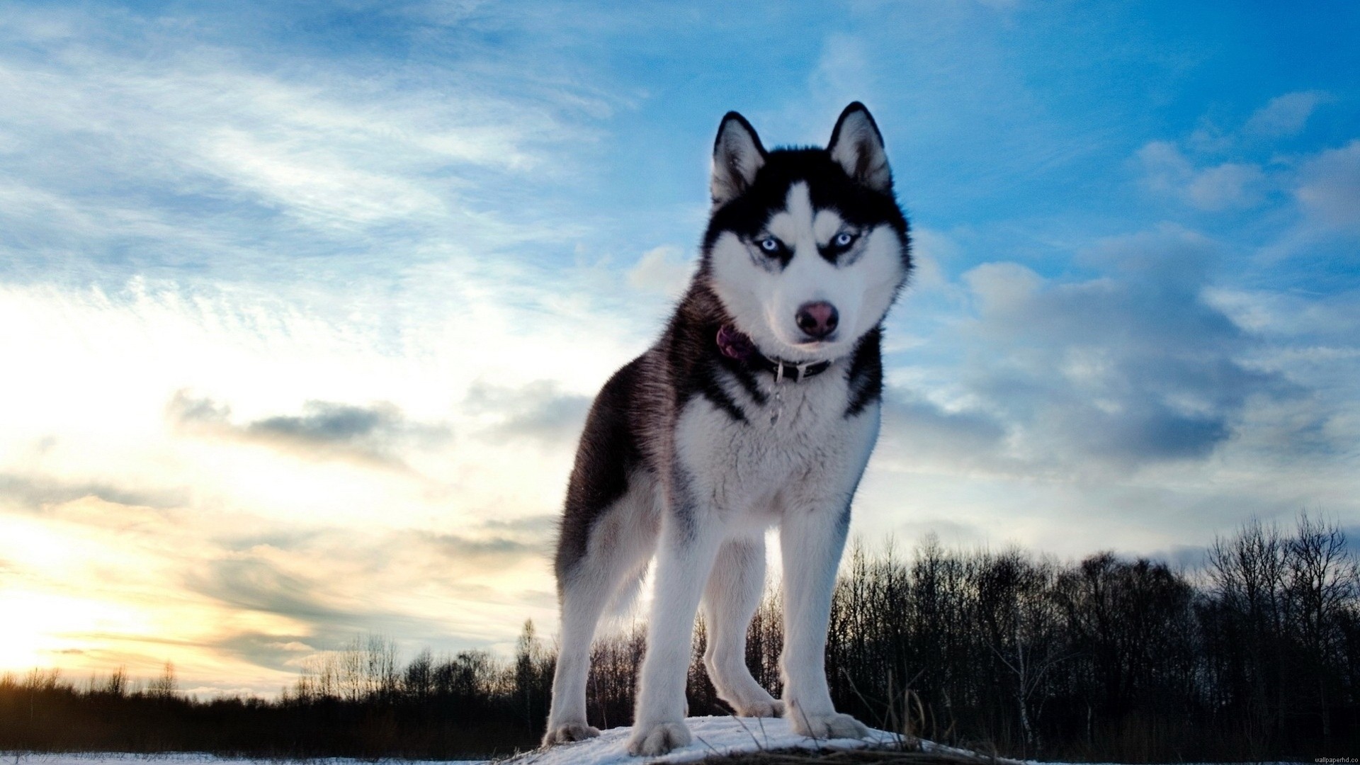 pies niebo husky przyjaciel chmury husky