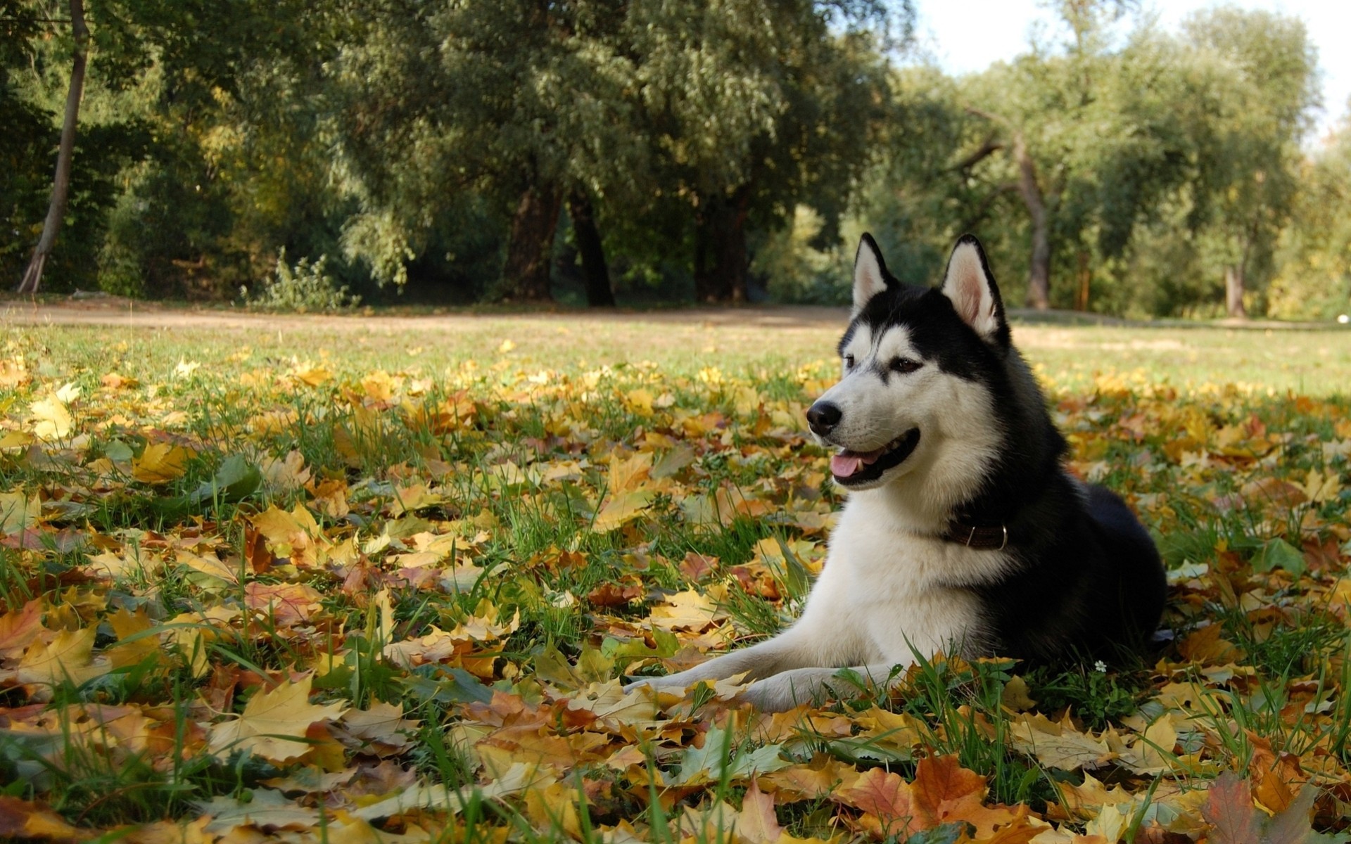 liść natura las rasa husky psy jesień