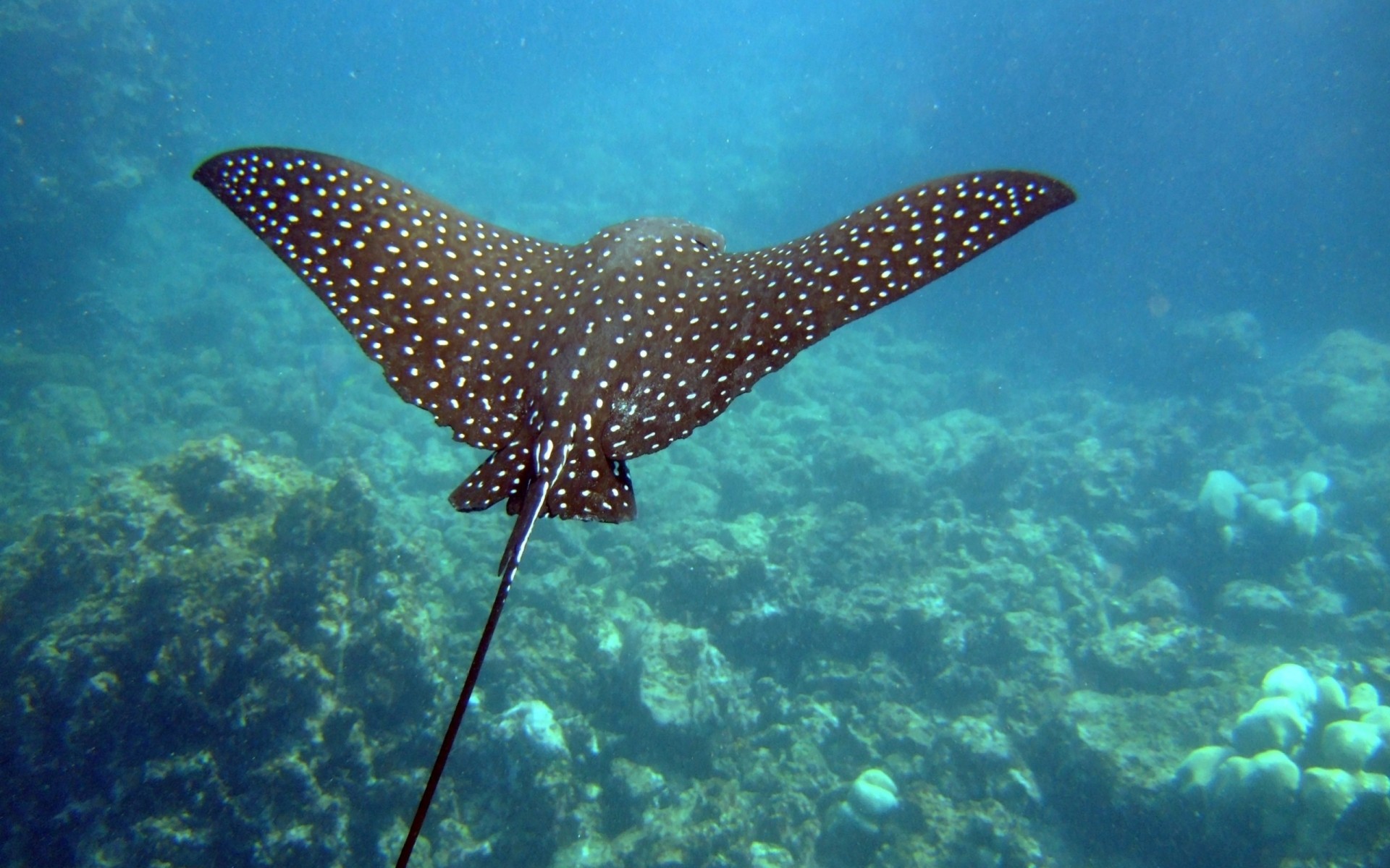 underwater ramp smear