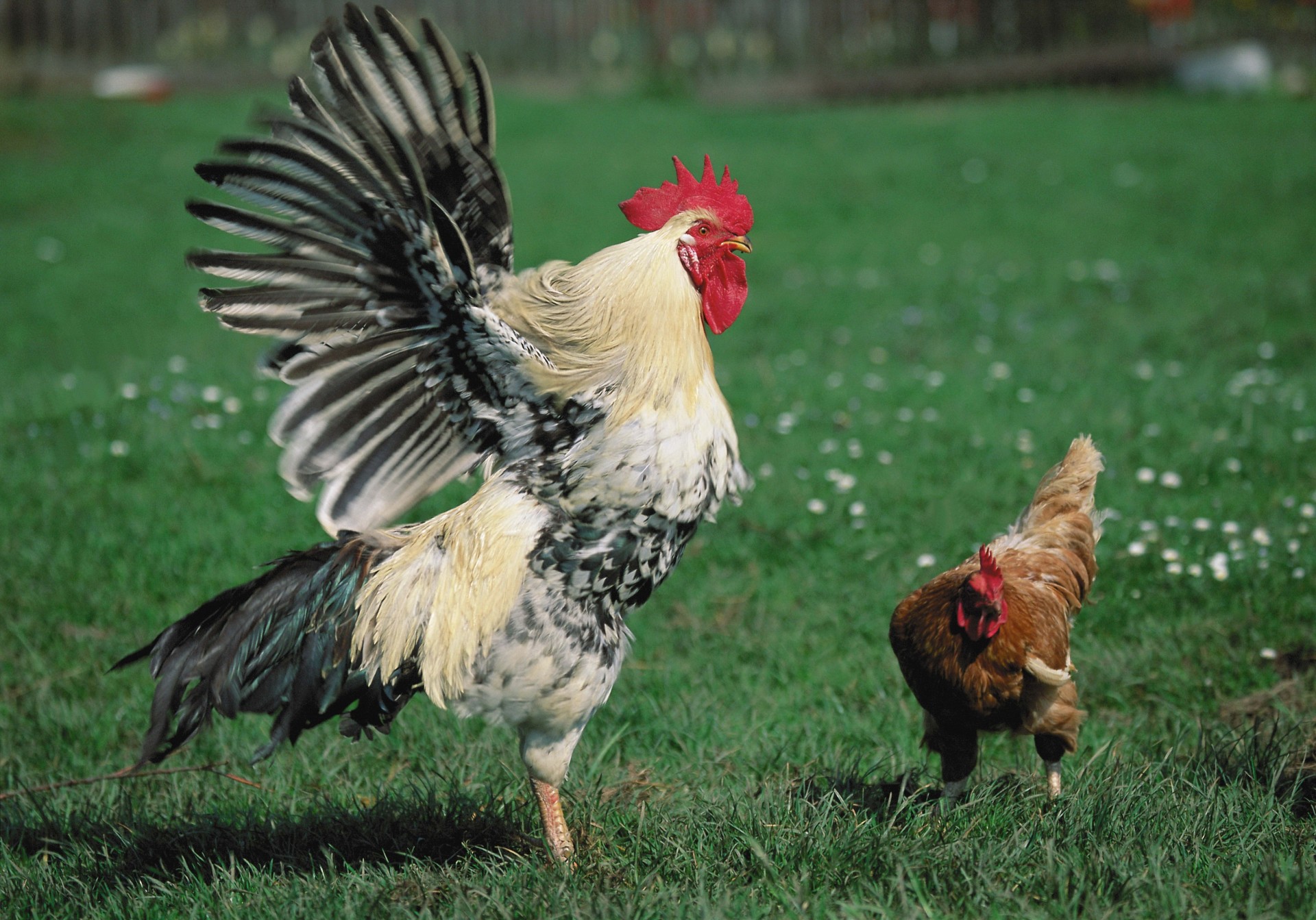 herbe poulet coq