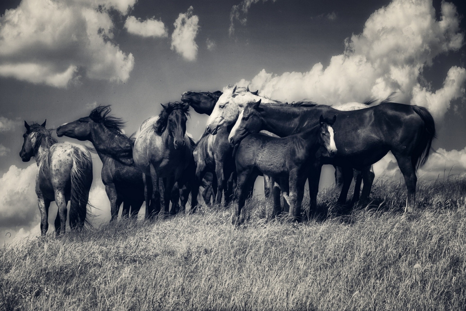 chevaux nuages troupeau noir et blanc pré