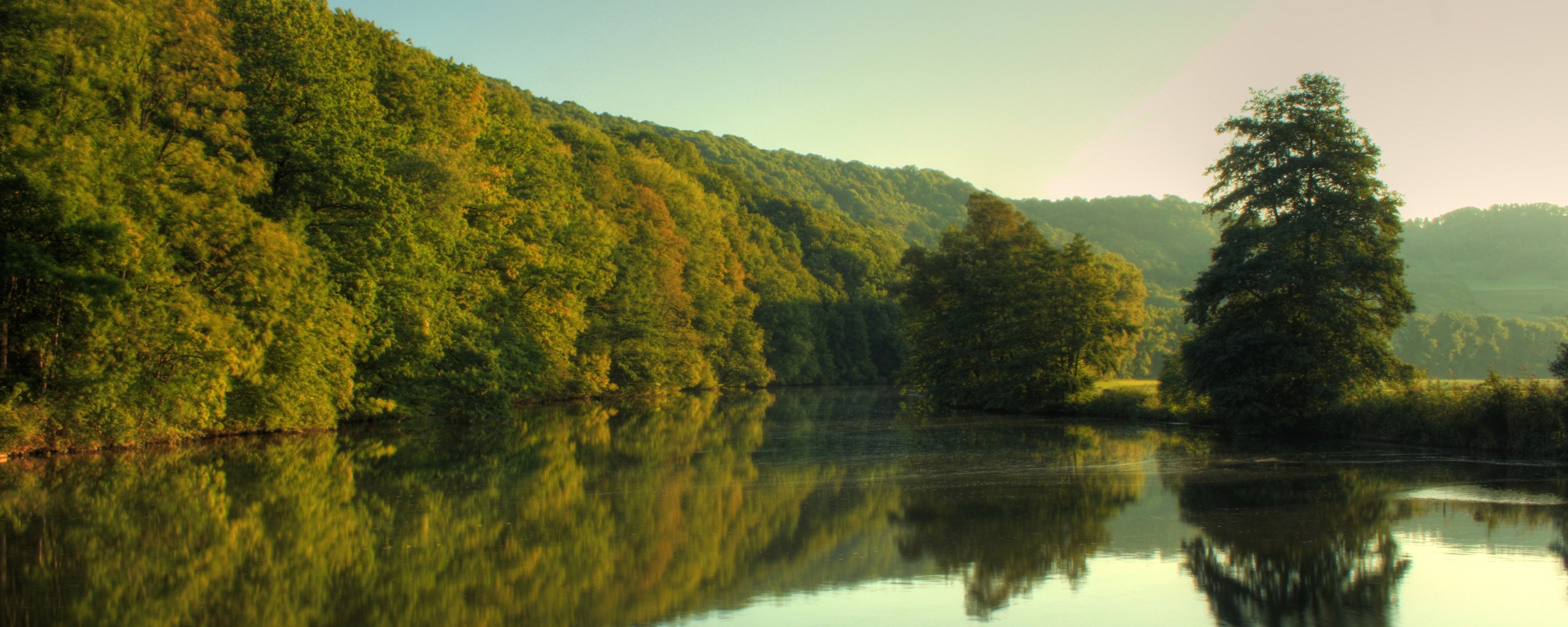 fluss wald bäume