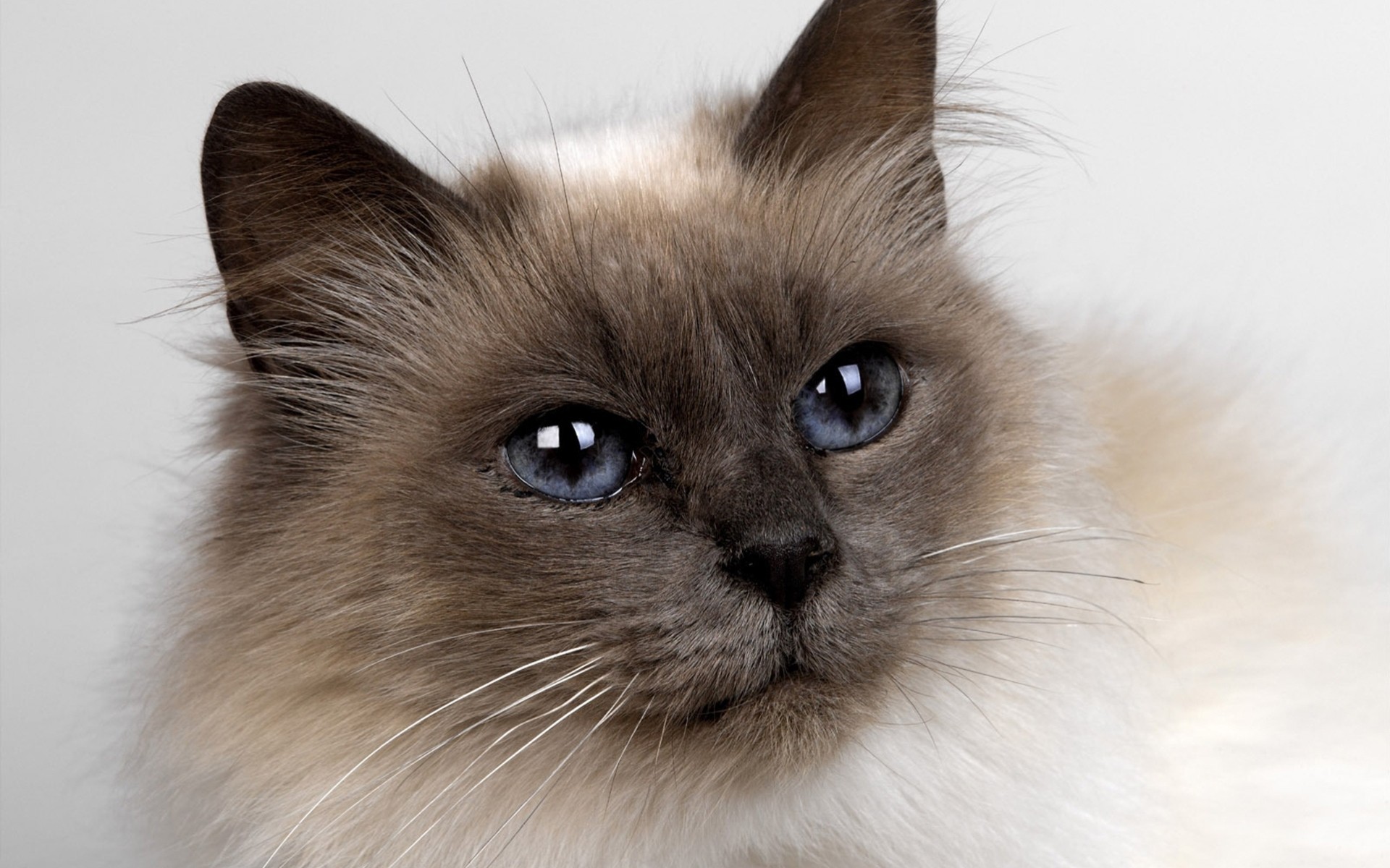 rock close up cats blue eyes view