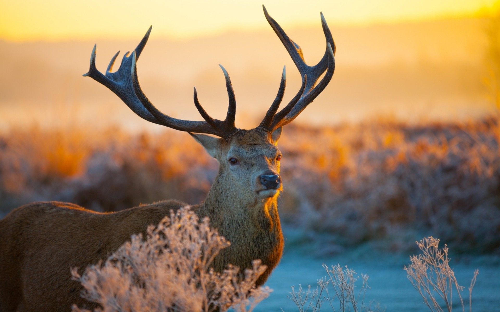 teeth branches reindeer sunlight horn