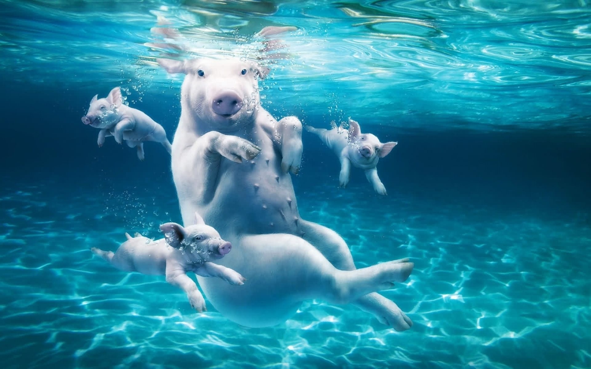 under water piglet