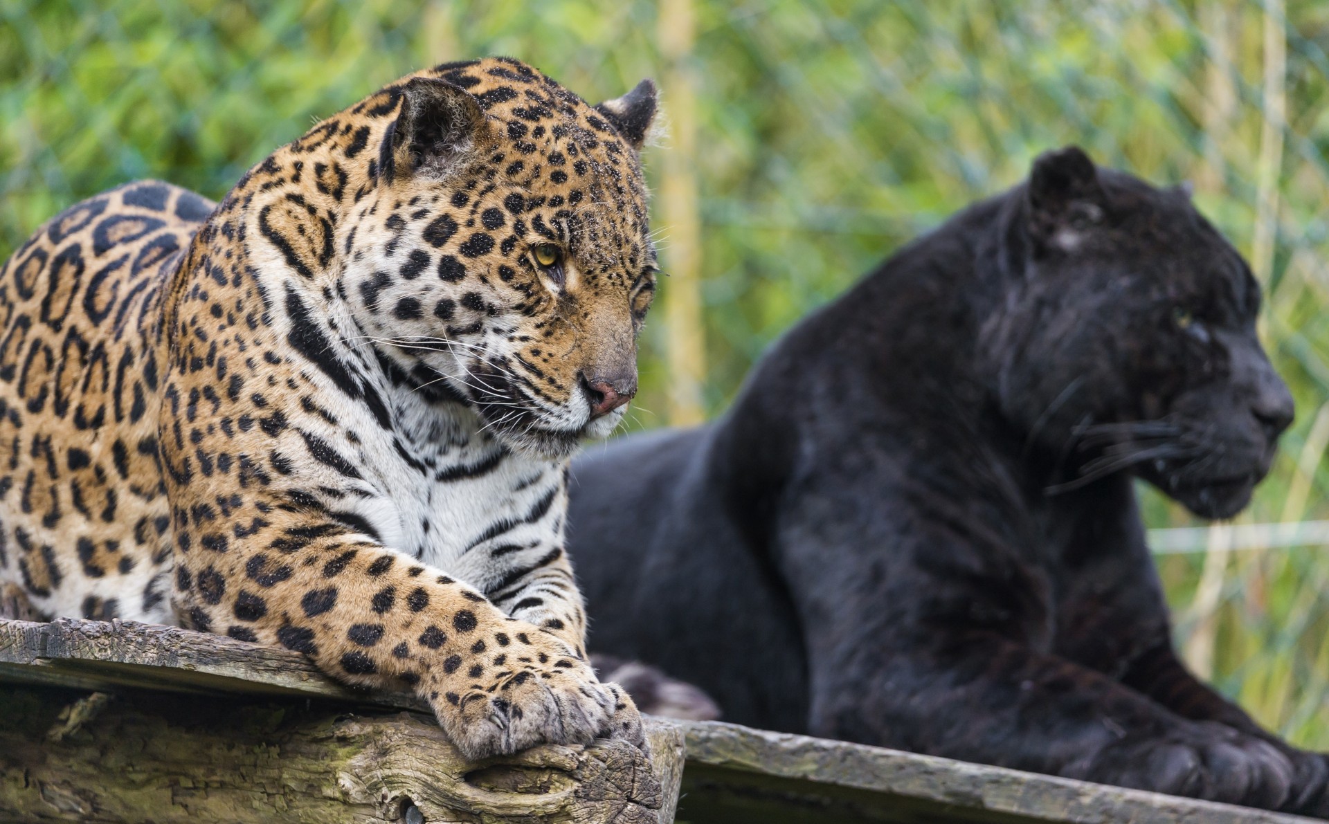 chats sauvages jaguar jaguars panthère jaguar noir