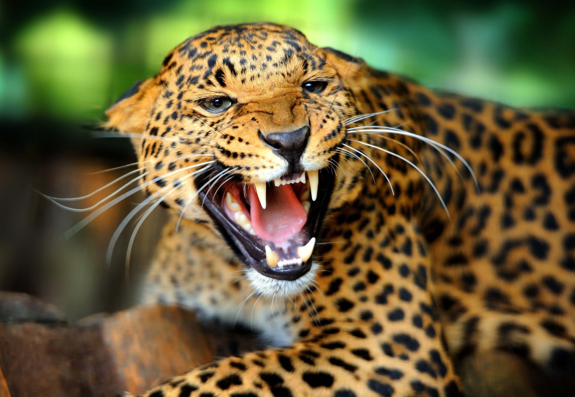 fury leopard mouth roar wild cat animal