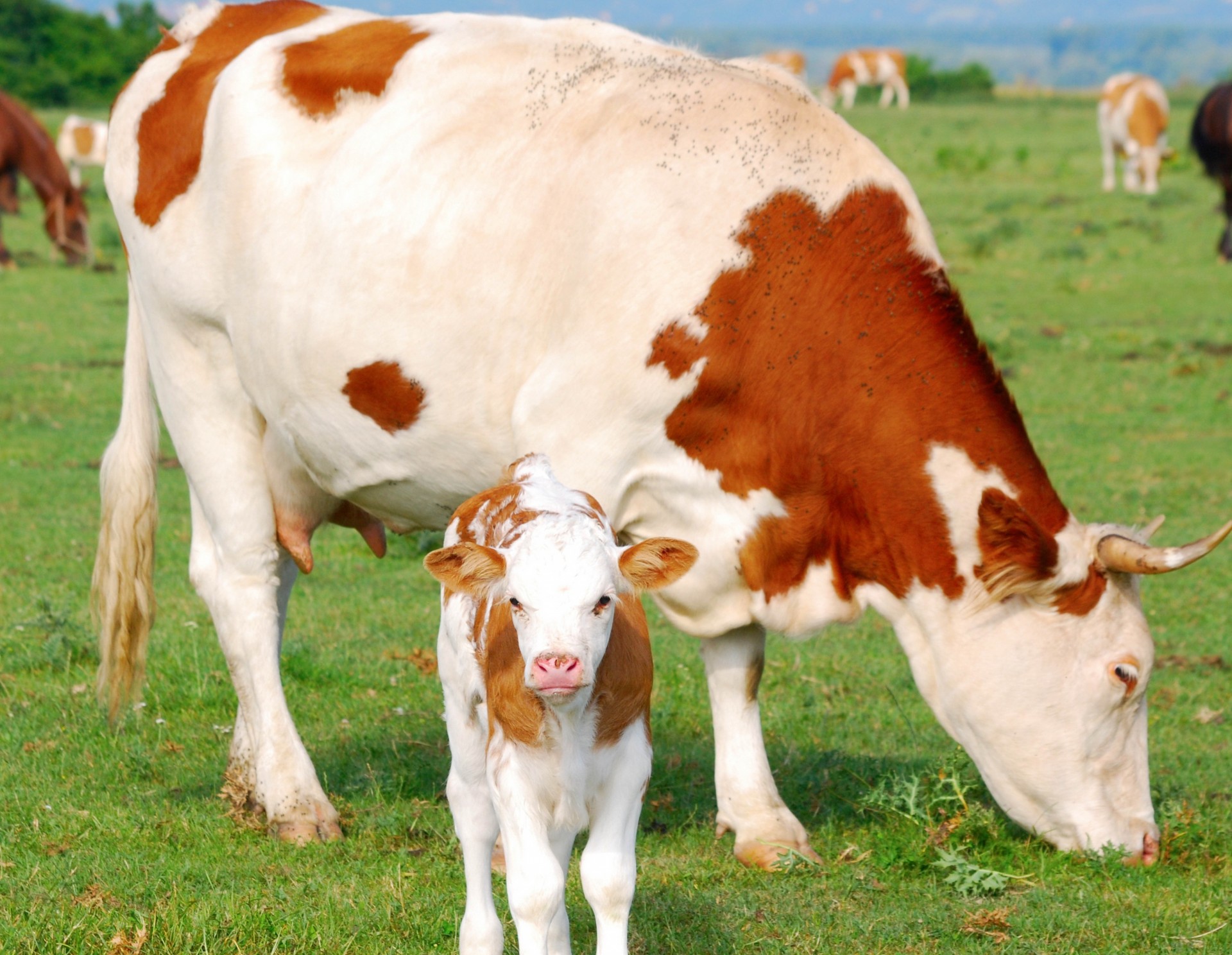 vache pâturage