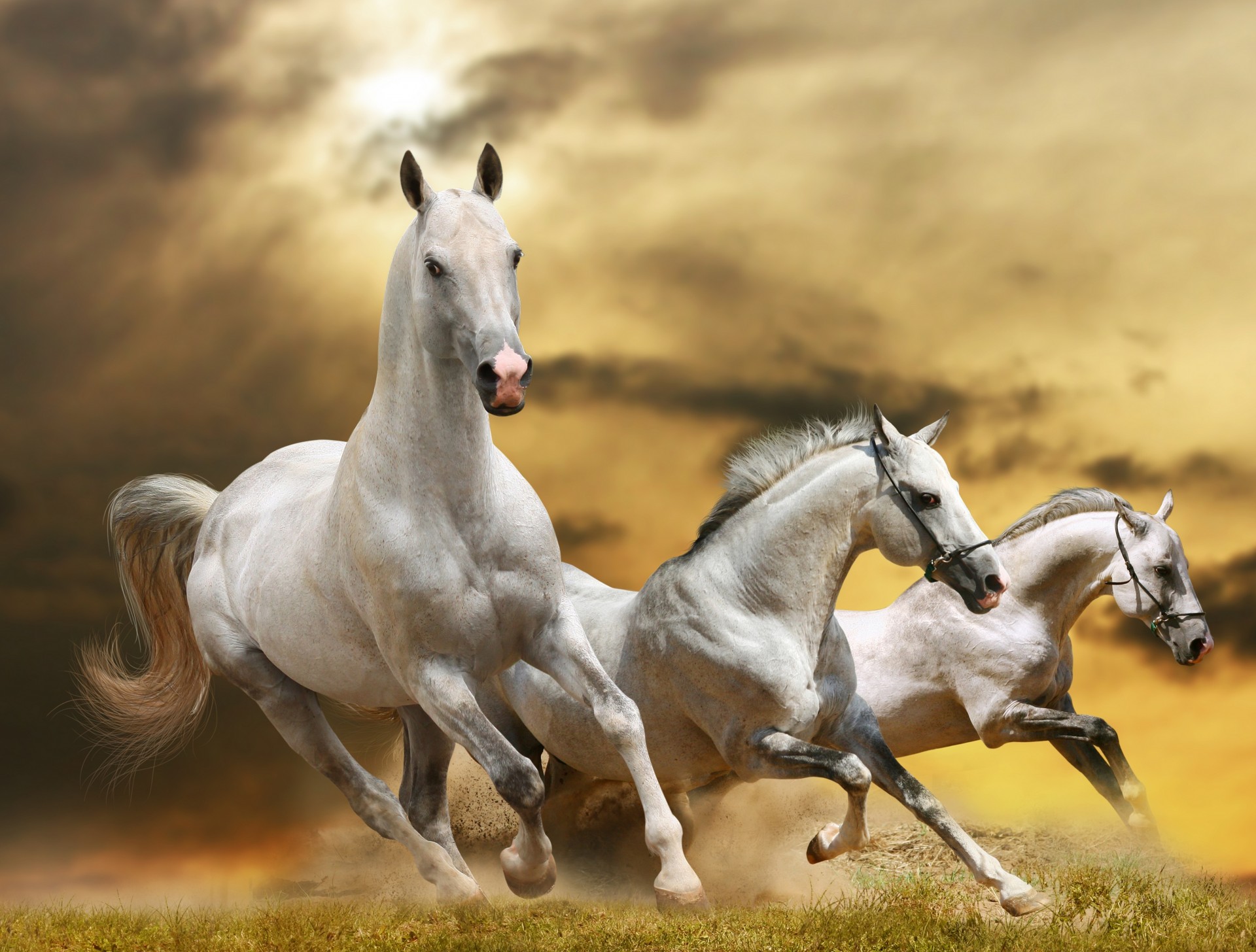 chevaux poussière course herbe ciel liberté