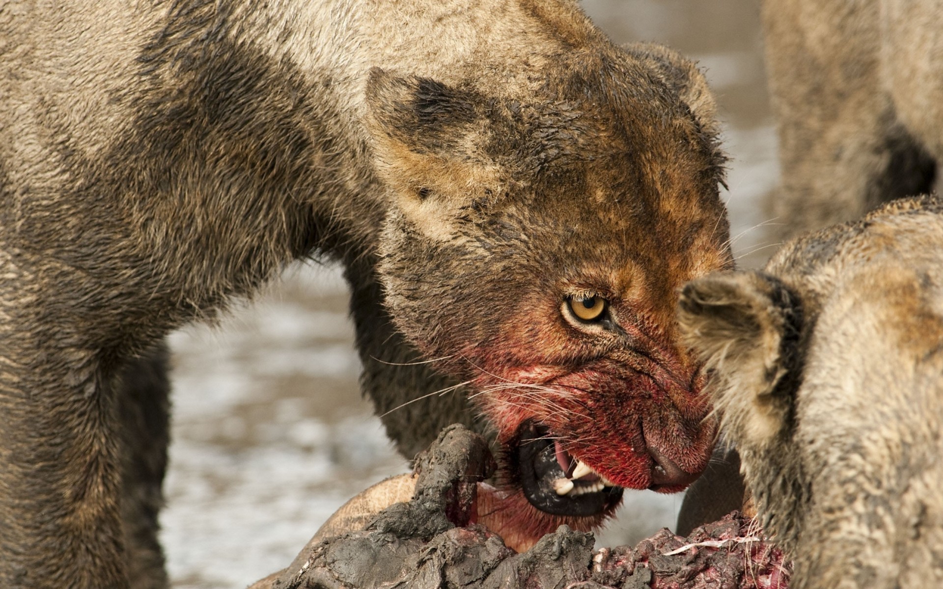 teeth lioness aggression mining animals blood