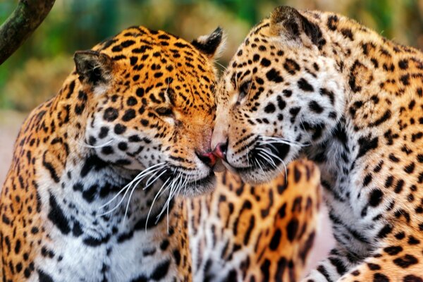 A pair of jaguars rub their muzzle and