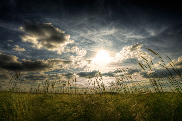 Un campo pieno di spighe-un paesaggio meraviglioso