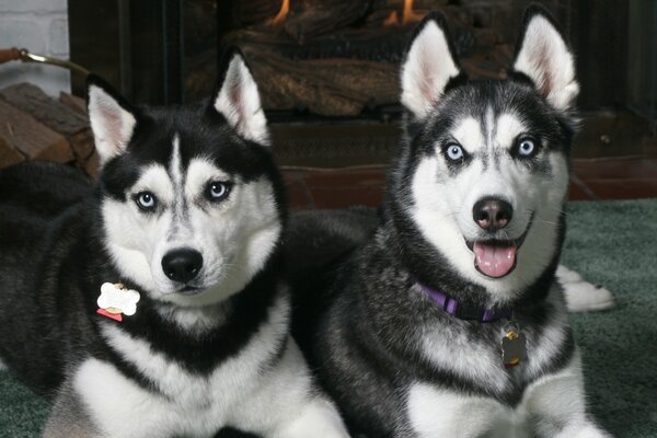 Paire de chiens Husky tachetés