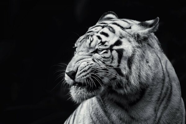 The white tiger. Amazing world
