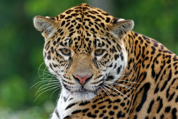 Type of feline-leopard with fangs