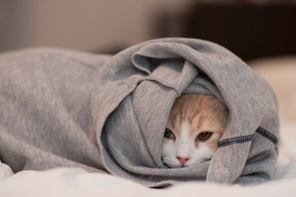 Katze in eine Decke mit roter Nase gewickelt