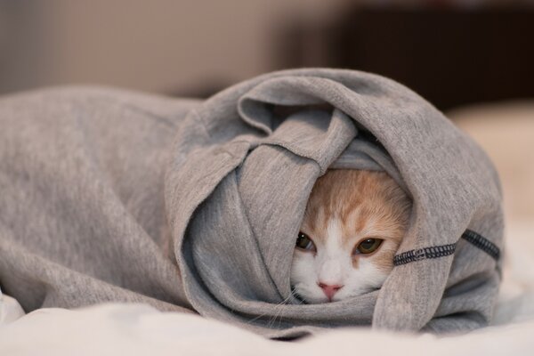 Gato envuelto en una manta con una nariz roja