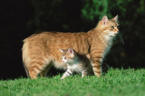 A red-haired cat with a kitten are standing on the grass