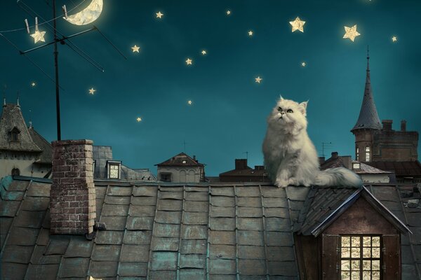 Le chat est assis sur le toit et regarde dans le ciel étoilé de la nuit