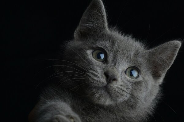 Portrait of a cat on a black background