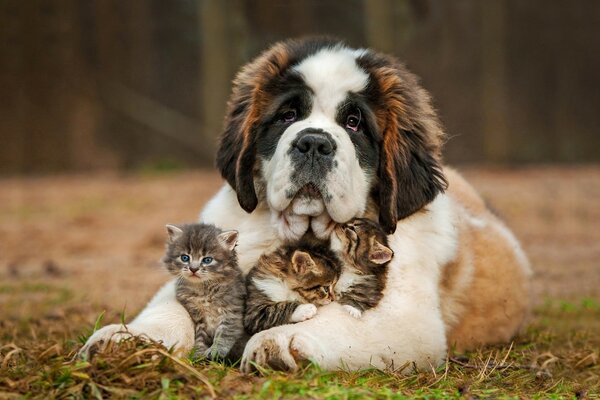 Saint Bernard embrasse trois chatons