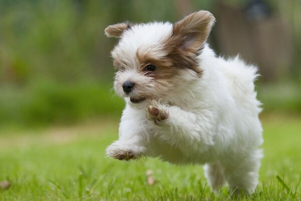 A Havana bichon puppy with a good mood