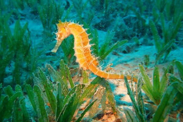 Unterwasser-Seepferdchen unter Algen