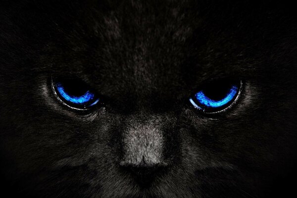 Blue eyes of a black cat