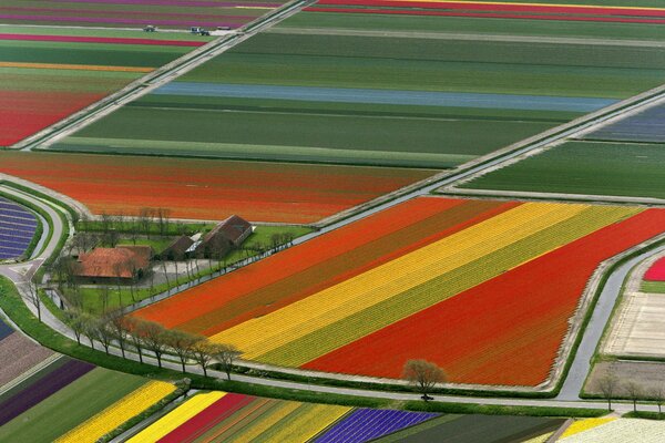 Champs de tulipes, Royaume de Nederlands