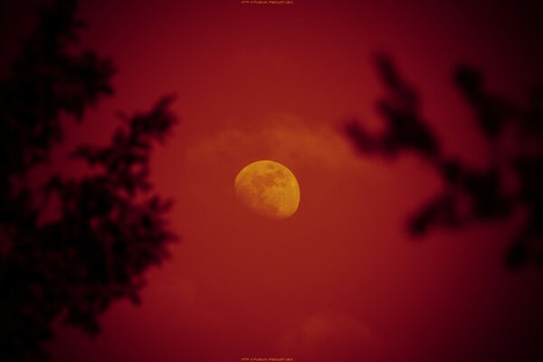 Красивая, красная луна, ночью на небе, среди деревьев