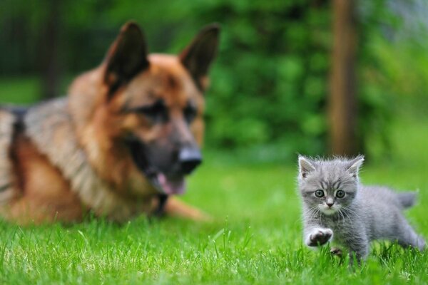 Il pastore osserva il gattino grigio